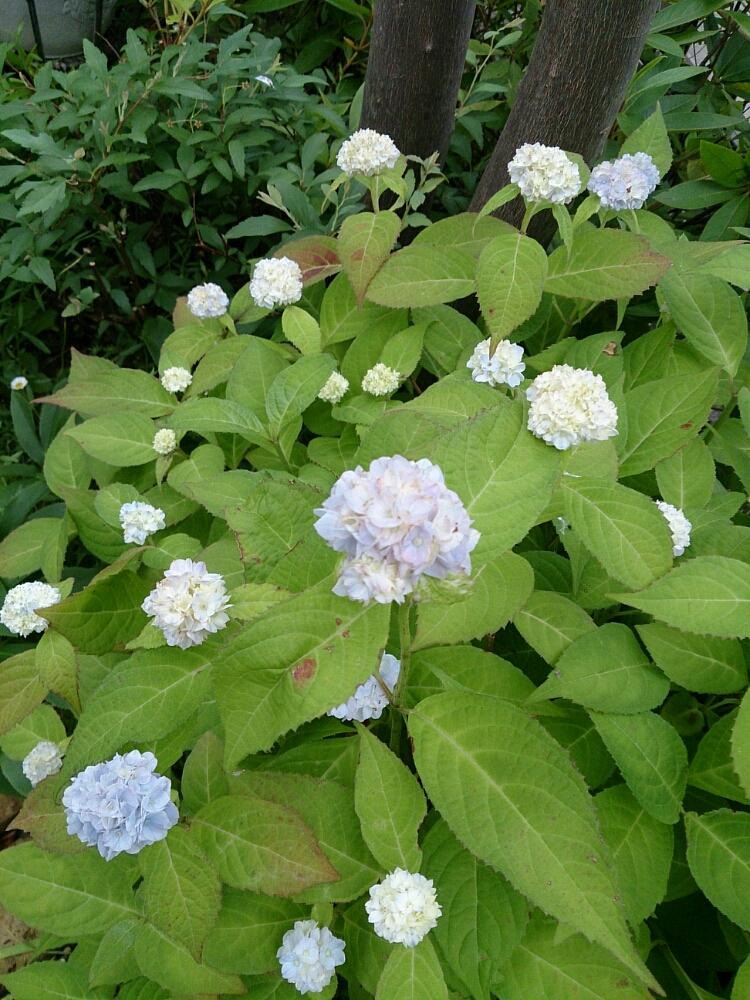 伊予獅子テマリの投稿画像 By Machaさん あじさい ピンクと咲いた 16月5月27日 Greensnap グリーンスナップ