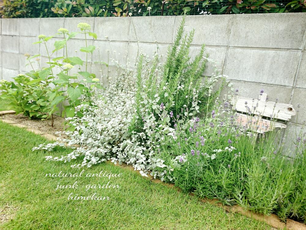 ローズマリーの花の投稿画像 By Himekan さん 手作りの庭と今日の一枚とアナベル 紫陽花とラベンダー とナチュラルスタイルとガーデニングとヘリクリサム ペティオラレ 16月5月28日 Greensnap グリーンスナップ
