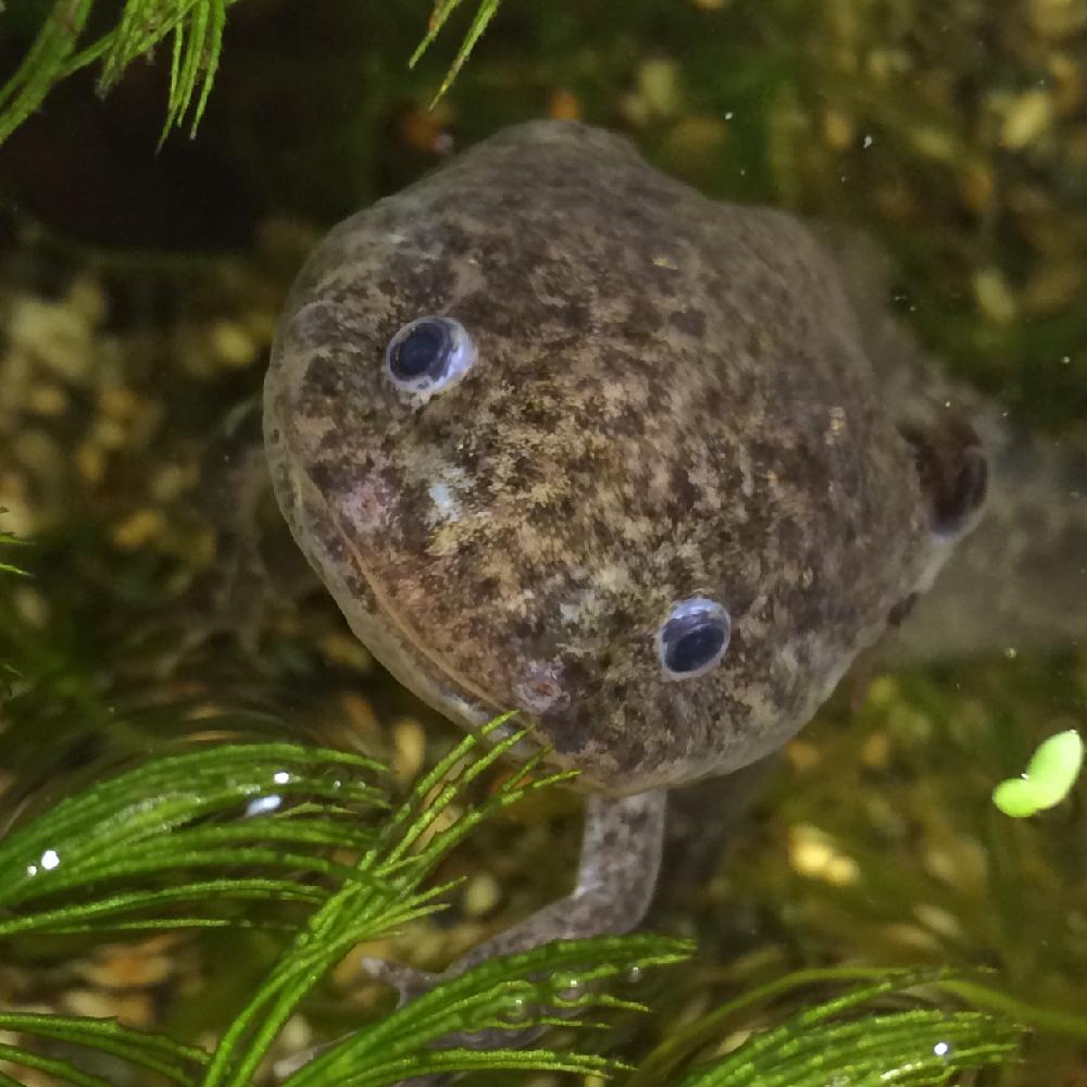 ウーパールーパーの投稿画像 By Sabcyさん ナチュラルスタイルと植中毒と放置栽培とテラリウム 16月5月28日 Greensnap グリーンスナップ