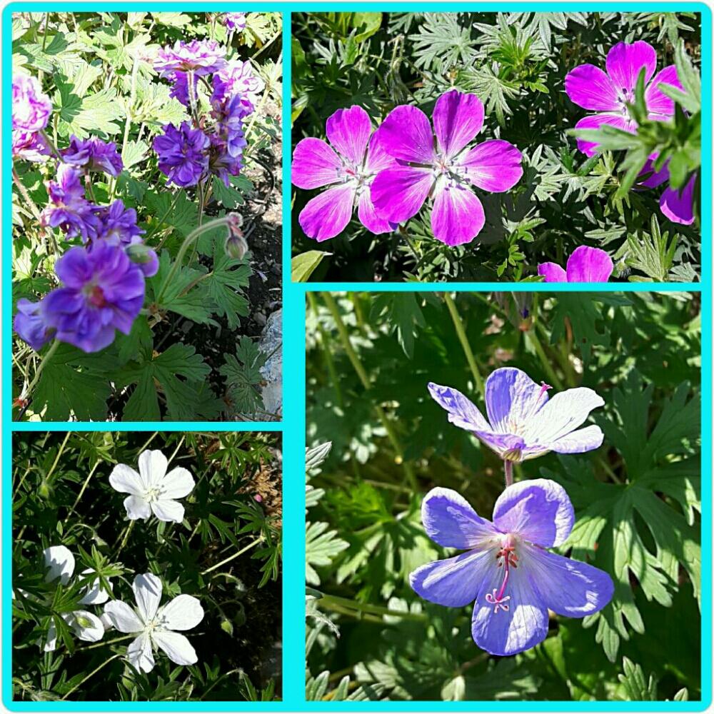 フウロソウの投稿画像 By Totoroさん 広い庭 16月5月29日 Greensnap グリーンスナップ Greensnap グリーンスナップ