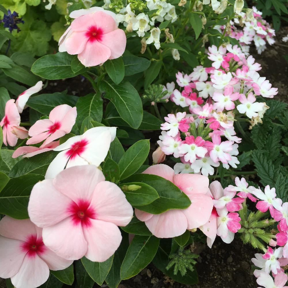 ニチニチソウの投稿画像 By 美月さん バーベナと咲いた とガーデニングとピンクの花と花壇と寄せ植え 16月5月29日 Greensnap グリーンスナップ