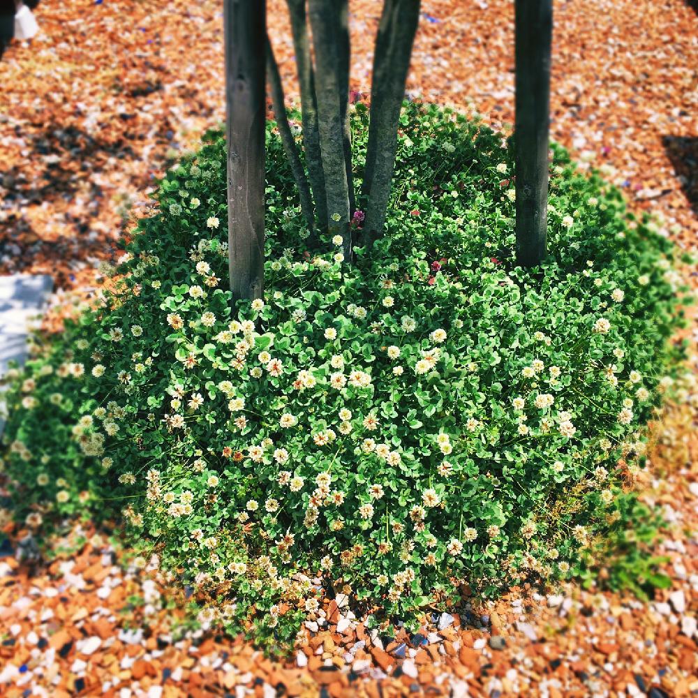 クローバー ティントヴェールの投稿画像 By えるどらどさん グランドカバーと咲いた と花壇 16月5月30日 Greensnap グリーンスナップ