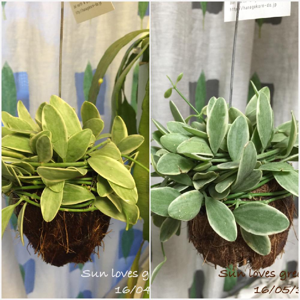 ディスキディア エメラルドの投稿画像 By さんぞうさん ディスキディアと部屋と多肉植物と観葉植物と初心者ですとディスキディア ベンガレンシス バエリガータと多肉植物と観葉植物と初心者です 16月5月30日 Greensnap グリーンスナップ Greensnap