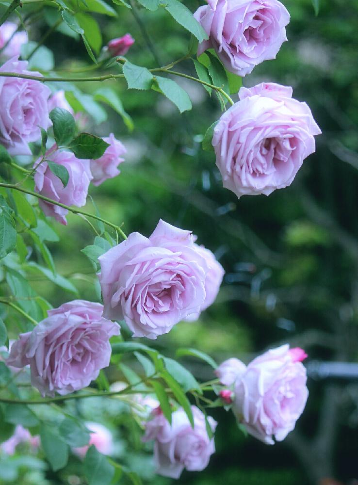 バラの投稿画像 by tamiさん｜ブルームーンとバラを楽しむと能登便りとバラのアーチと庭の花と薔薇コンテスト (2016月5月31日)｜🍀