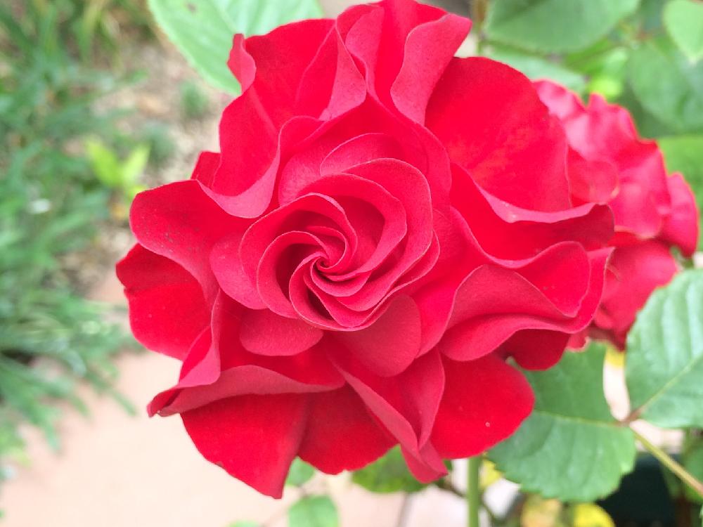 バラ バレッタフォーエバーの投稿画像 By マロウさん バラを楽しむと今日の一枚とバラコレクション 16月5月31日 Greensnap グリーンスナップ