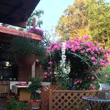 流山 オープンガーデンの投稿画像一覧 Greensnap グリーンスナップ