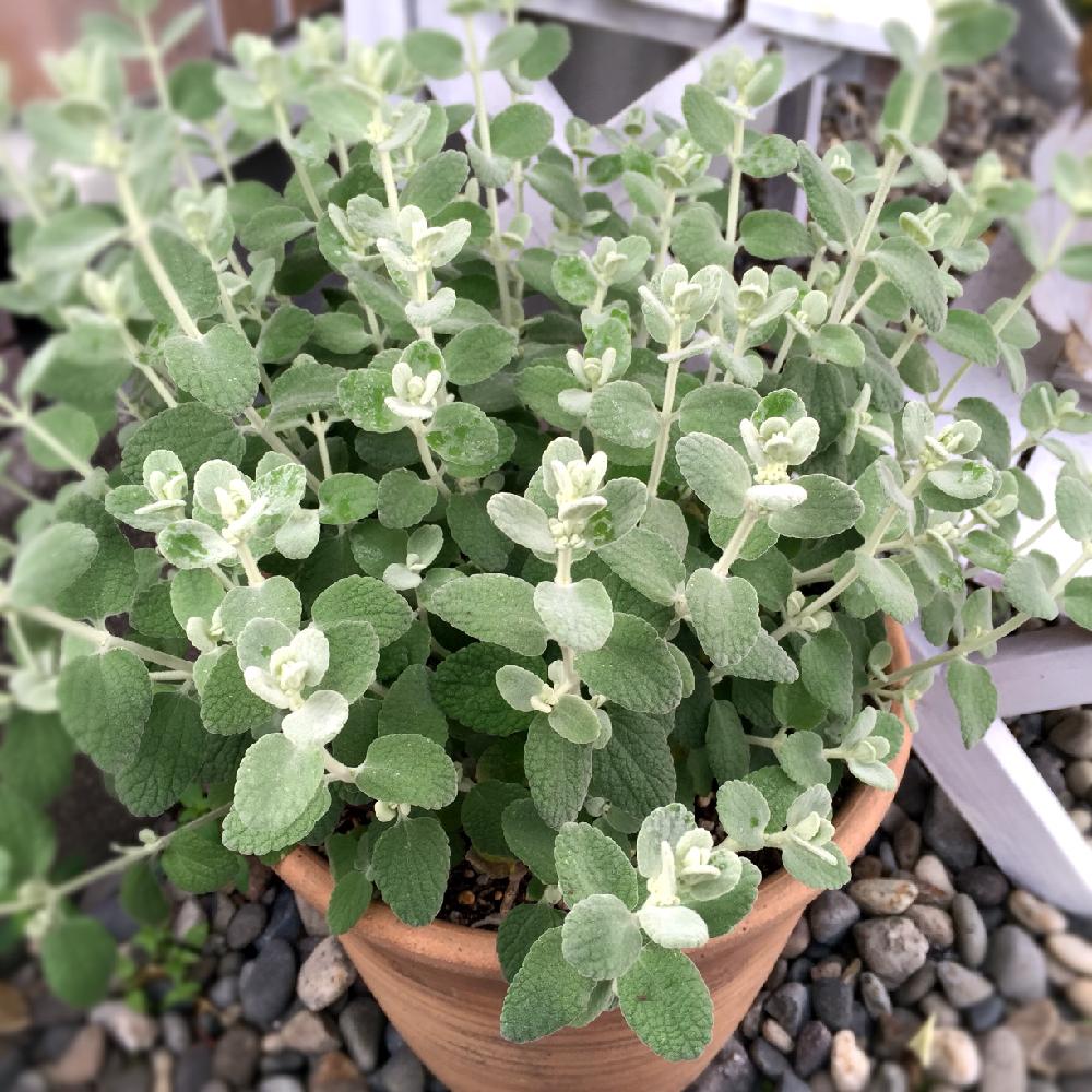 小さな庭の投稿画像 By カールさん バロータと花のある暮らしとグリーンのある暮らしと バロータと花のある暮らしとグリーンのある暮らし 16月6月2日 Greensnap グリーンスナップ Greensnap グリーンスナップ