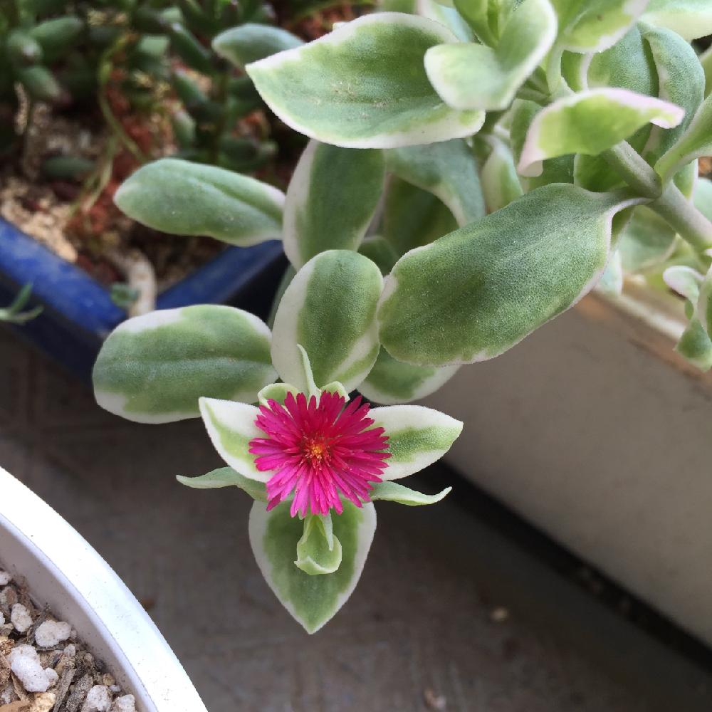 ベビーサンローズの投稿画像 By なおみさん 花蔓草錦と咲いた と多肉植物と成長記録 16月6月3日 Greensnap グリーンスナップ