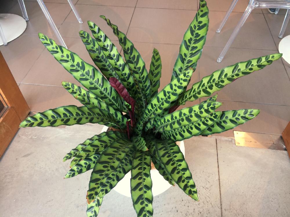 カラテア ランキフォリアの投稿画像 By れいぴぃさん 今日の一枚と観葉植物 16月6月3日 Greensnap グリーンスナップ