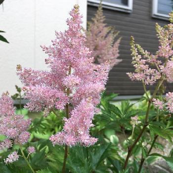 アスチルベ アメリカ ピンク の一覧 Greensnap グリーンスナップ