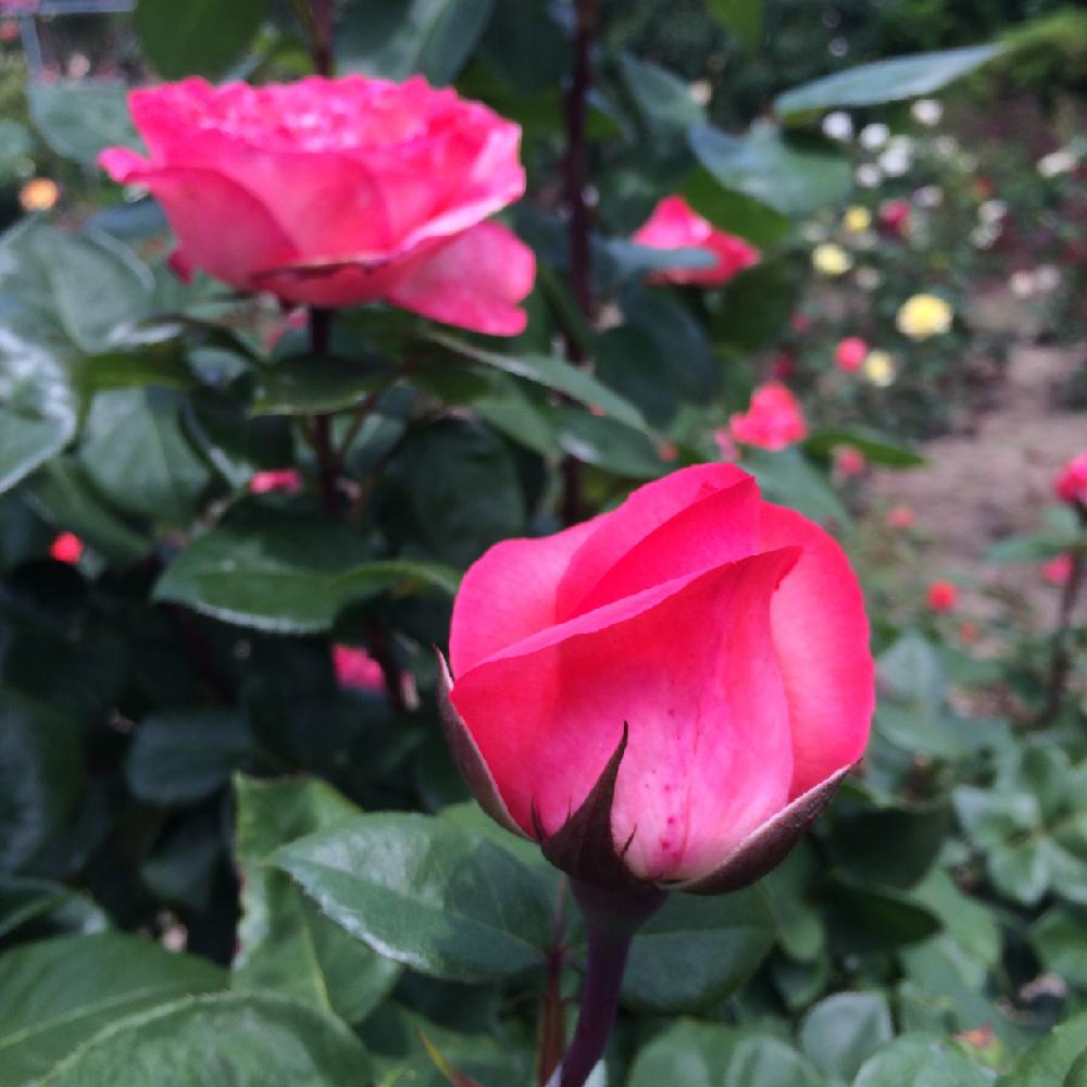 薔薇の投稿画像 By ぴよ さん ピンクパンサーとバラとバラを楽しむと薔薇は癒やし と蕾を楽しむとノンフィルター 16月6月5日 Greensnap グリーンスナップ