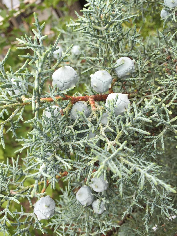 ブルーアイスの投稿画像 By Silentdejavuさん 癒しのグリーンとでかい と癒しとキレイ とオススメの植物と素敵な場所と植中毒と爆弾と不思議とナチュラルスタイルとガーデニングと実がなったと素敵 16月6月5日 Greensnap グリーンスナップ