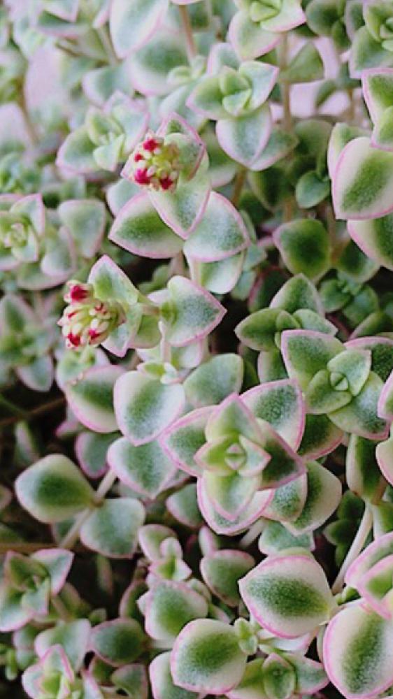 玄関の投稿画像 By Mayumiさん セダム属と多肉植物とセダムコーナーとマイ コレクションと小さな赤い花とわが家の多肉 スペースと今日の一枚と小さな葉っぱとガーデニングと小さな花と咲いた とセダム属と多肉植物とセダムコーナーとマイ コレクションと小さな赤い花と