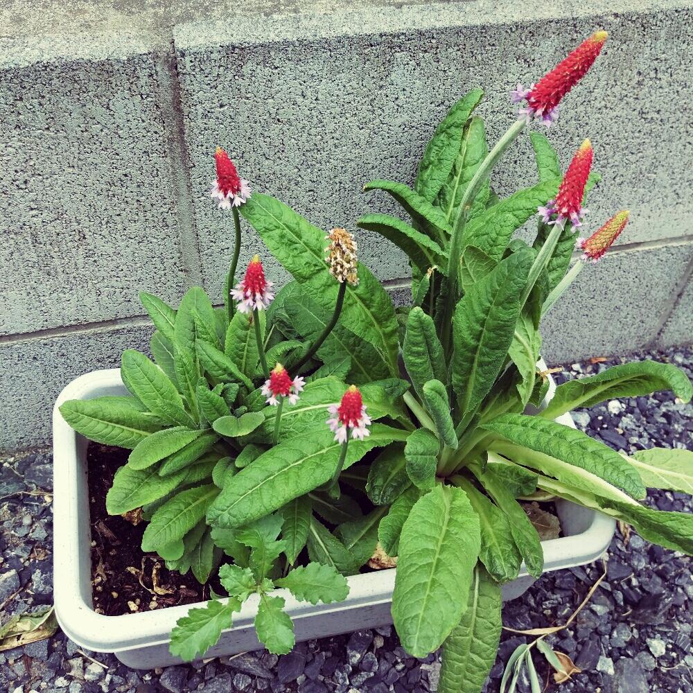 プリムラ ビアリーの投稿画像 By ゆたおさん 今日の一枚とガーデニングと植木鉢と謎の植物と咲いた 16月6月6日 Greensnap グリーンスナップ