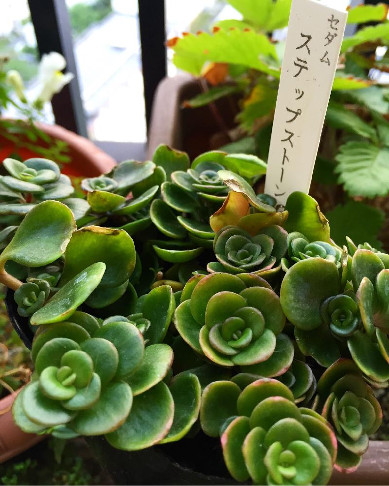 ステップストーンの投稿画像 By 花ママさん バルコニー ベランダとセダム属と多肉植物と初見と仲間入り とほんのりピンクとかわいいな とセダム属と多肉植物と初見と仲間入り とほんのりピンクとかわいいな 16月6月9日 Greensnap グリーンスナップ