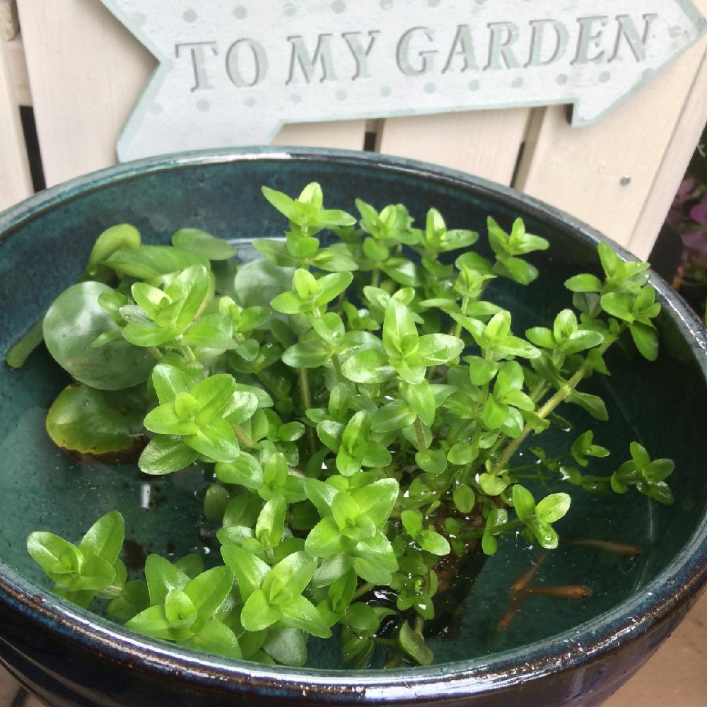 ホテイアオイの投稿画像 By Amiさん ウォーターバコパとメダカの水鉢と植物のある暮らしとami S Garden 16月6月9日 Greensnap グリーンスナップ