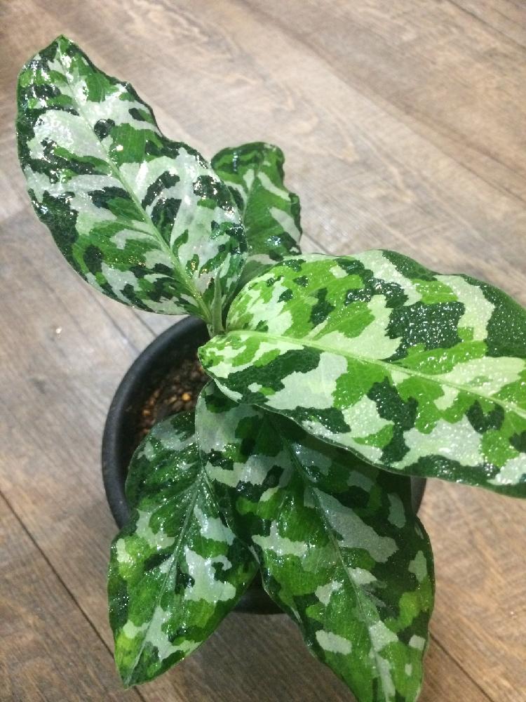アグラオネマ ピクタム トリカラー - 植物/観葉植物