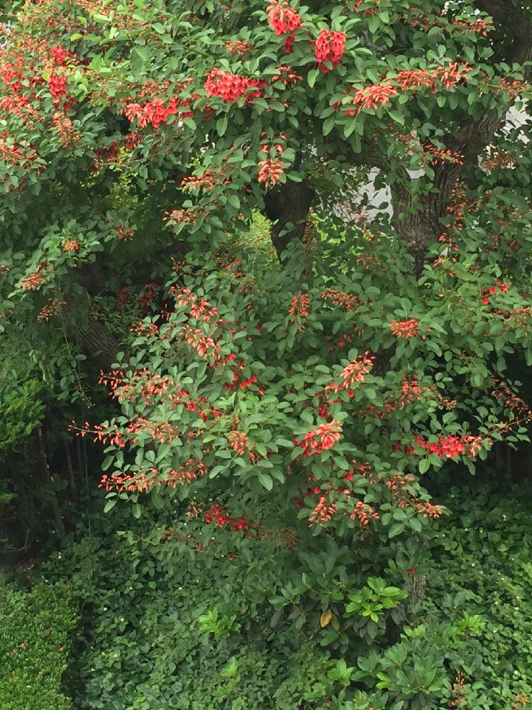 お出かけ先の投稿画像 By Copiさん 大きな木と赤い花と大きな木と赤い花 16月6月10日 Greensnap グリーンスナップ Greensnap グリーンスナップ