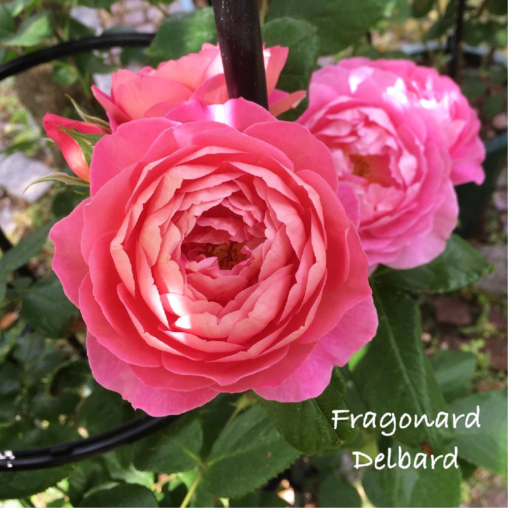 フラゴナールの投稿画像 By Manami さん 香りのバラとバラを楽しむとガーデニングとデルバール 16月6月10日 Greensnap グリーンスナップ