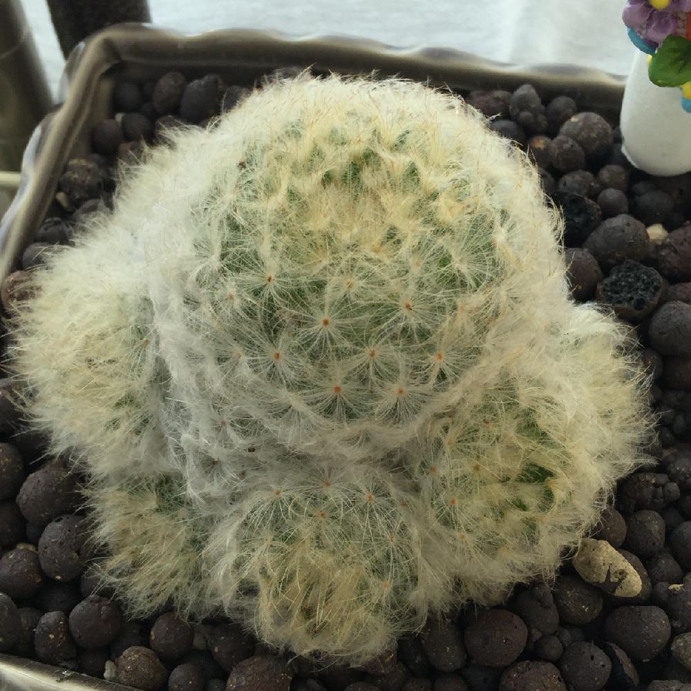 白星 マミラリア属の投稿画像 By Medoreさん サボテン科 マミラリア属 白星と多肉植物とサボテン科とわが家の多肉スペースと今日の一枚とマミラリア属とガーデニングと多肉寄せ植え 16月6月11日 Greensnap グリーンスナップ