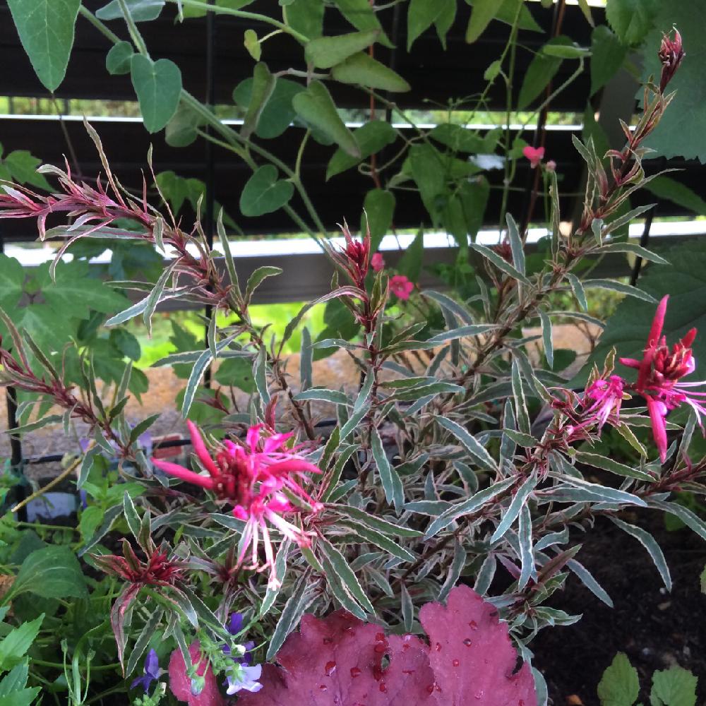 ガウラ レインボープチの投稿画像 By Amiさん ガーデニングと花のある暮らしと手作りの庭と植物のある暮らしとami S Garden 16月6月11日 Greensnap グリーンスナップ