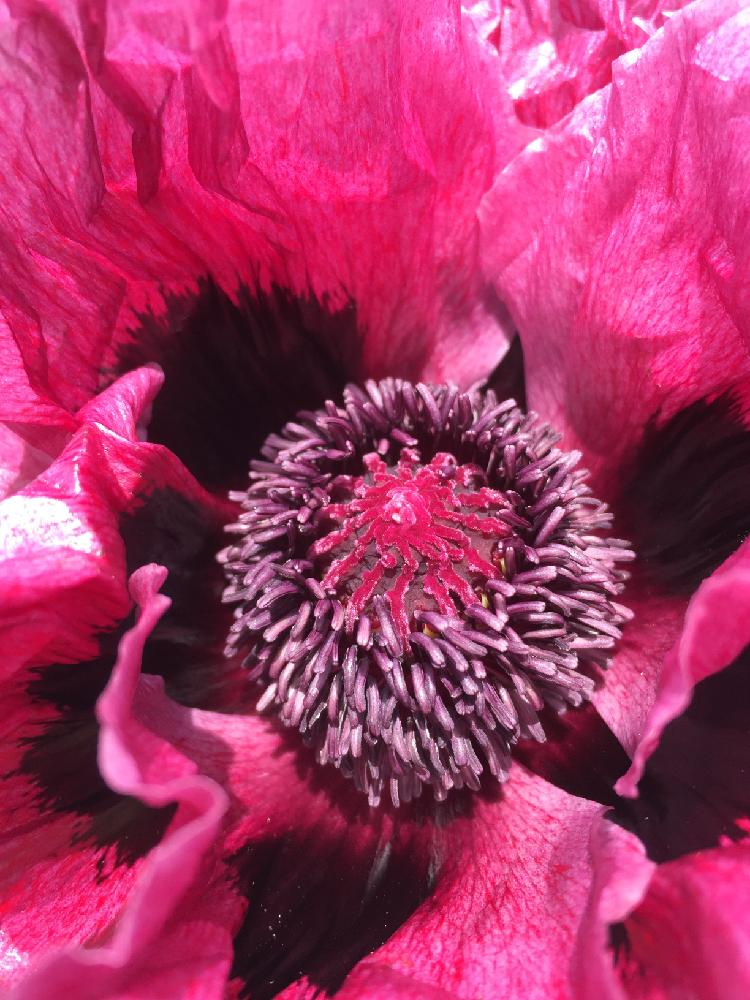 オリエンタルポピー ハーレム の投稿画像 By Maoさん 小さな庭とやたらに植えたと咲いた とやたらに植えたと咲いた 16月6月12日 Greensnap グリーンスナップ Greensnap グリーンスナップ