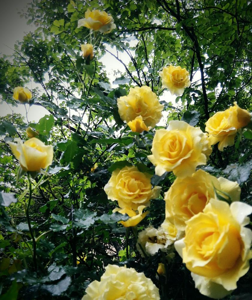 バラの投稿画像 By Tamiさん つるゴールドバニーとガーデニングとバラを楽しむと庭の花と能登便りと薔薇コンテスト 16月6月12日 Greensnap グリーンスナップ