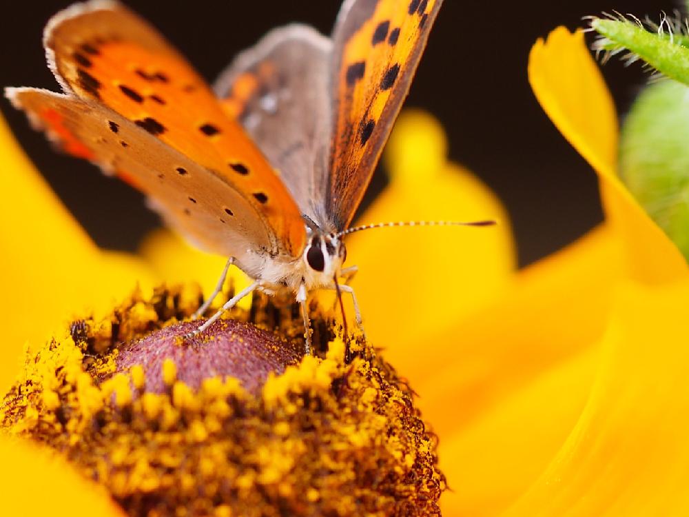 ルドベキアの投稿画像 By Tenさん ルドベキア タイガーアイと小さな庭とオオハンゴンソウ属とアートな写真とちょうちょとマクロ撮影とed 60mm F2 8 Macroとキク科とマクロアートとベニマダラとアートなten写とオオハンゴンソウ属とアートな写真とちょうちょとマクロ撮影