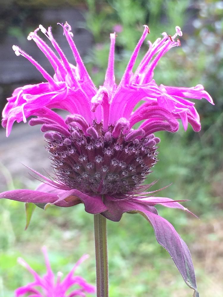 松明草の投稿画像 By のん さん ベルガモットとタイマツソウとお出かけ先とモナルダ 16月6月14日 Greensnap グリーンスナップ Greensnap グリーンスナップ