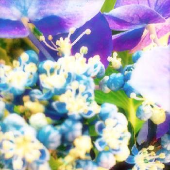 紫陽花ブルーの画像 by Kiimiさん | 小さな庭とgrowといろいろあります！とマダム倶楽部とたのしみすぎ。と今日の一枚とナチュラルスタイルと爽やかな朝と紫陽花ブルーと幸せカモン！とあじさいフォトコンテスト2016と大人可愛い