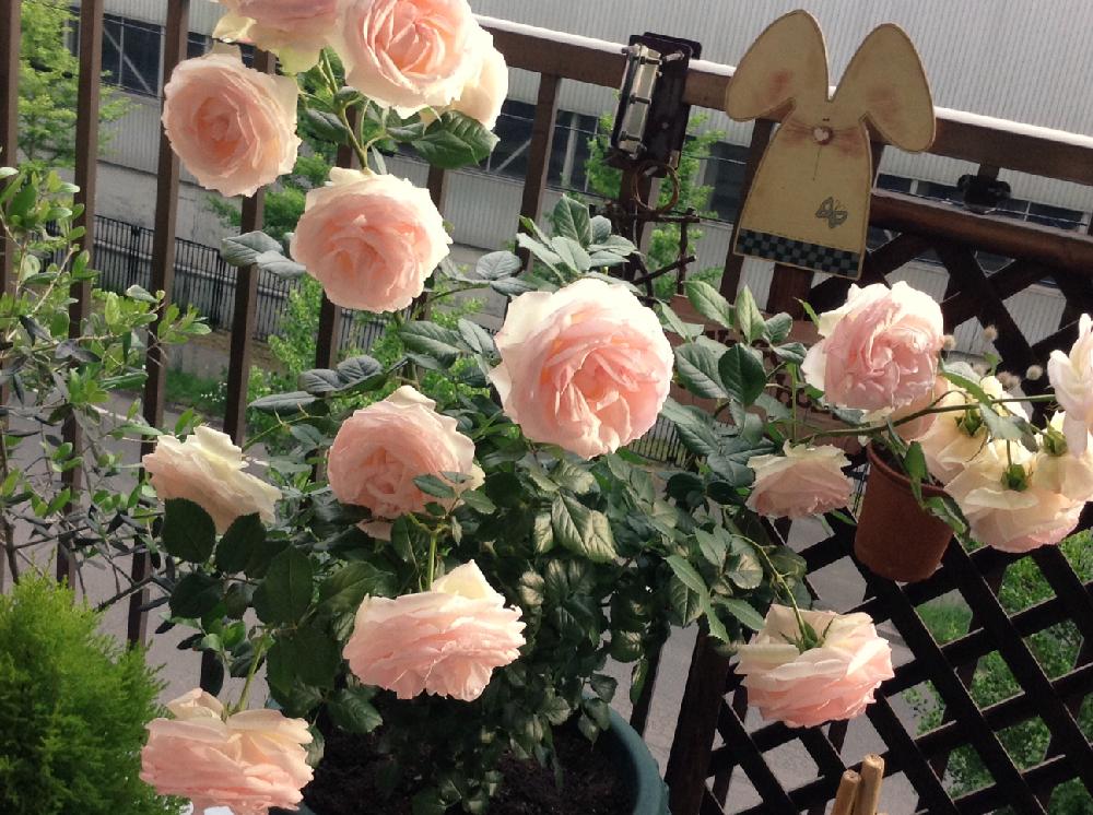 コニファーウィルマの投稿画像 By Emiさん オリーブとピエール ド ロンサールとピェール ドゥ ロンサールとピエール ドゥ ロンサールとベランダ ガーデニングと狭いベランダと今日の一枚と自己流とナチュラルスタイルとガーデニングと花のある暮らしとバラを楽しむと