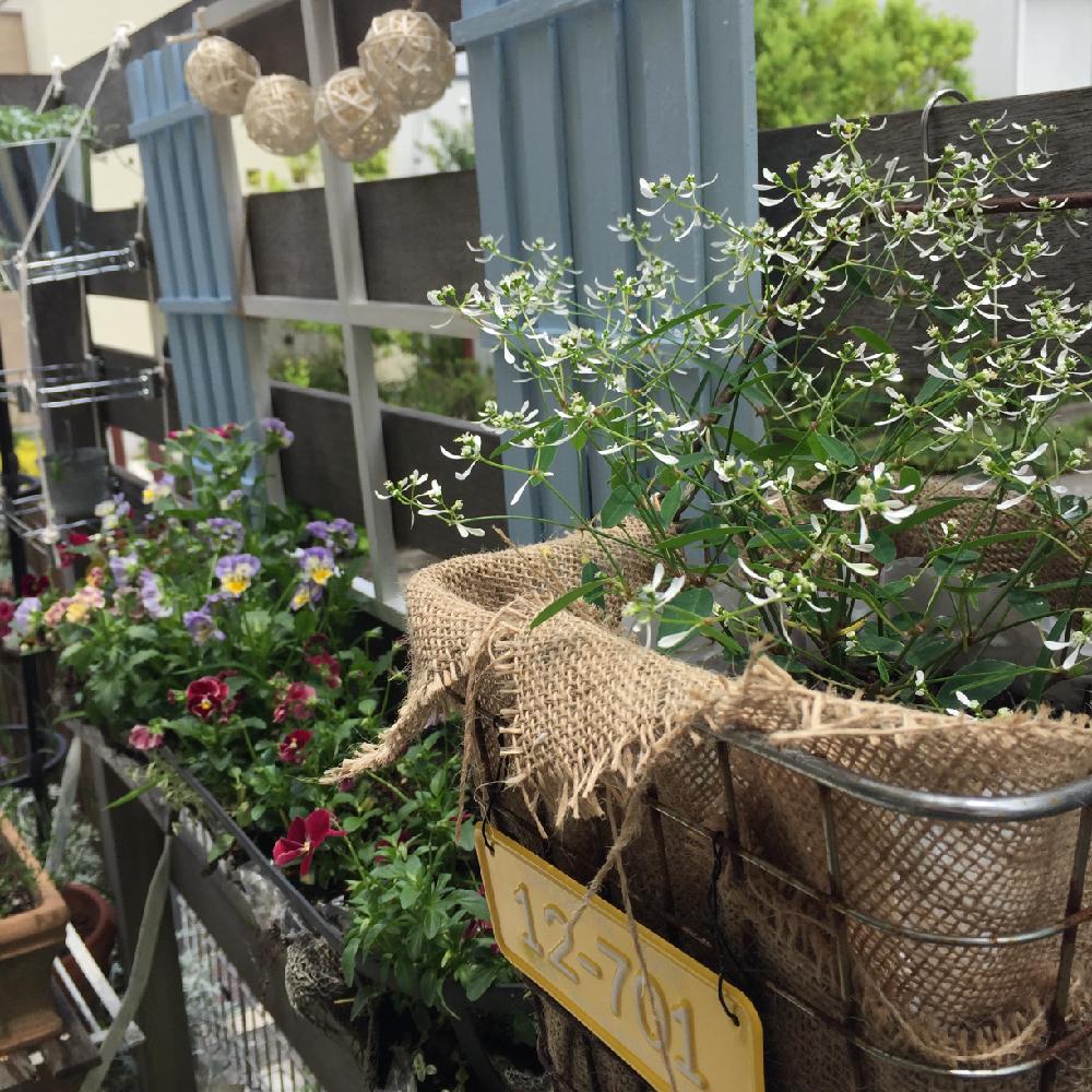 手作りガーデニングコンテストの投稿画像 By Cherryさん 手作りの庭と窓枠diyと芝生の庭から草花木果の庭へとガーデニング 16月6月17日 Greensnap グリーンスナップ