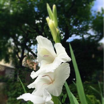 お義母さんの庭♡の画像 by karintoeさん | 小さな庭とグラジオラスと今日の一枚と白い花とお散歩と実家の花と2016.6とお義母さんの庭♡