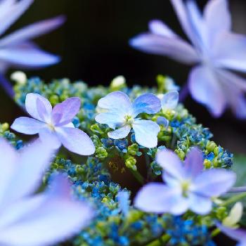 ダンスパーティー ブルーの投稿画像一覧 Greensnap グリーンスナップ