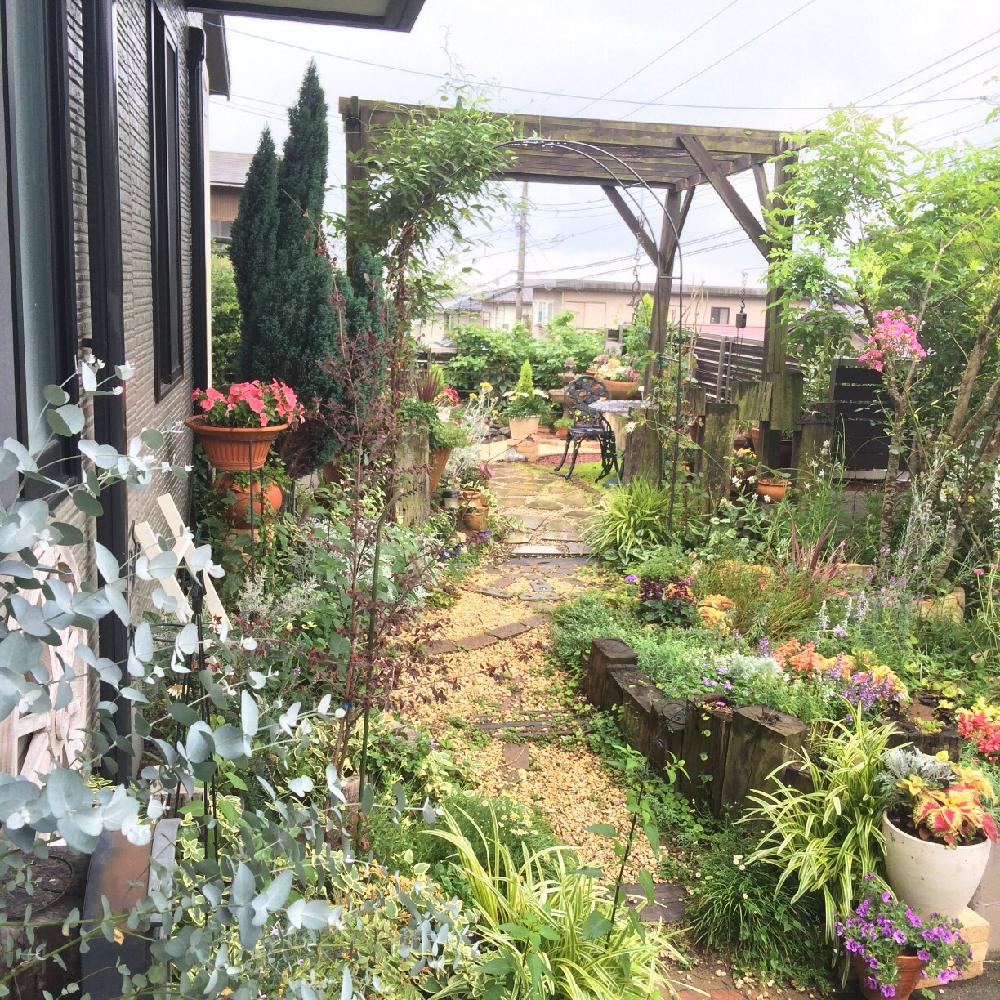 植物のある暮らしの投稿画像 By Amiさん 手作りガーデニングコンテストと手作りの庭と枕木花壇diyとパーゴラdiyとガーデニングと花のある暮らしとami S Garden 16月6月19日 Greensnap グリーンスナップ