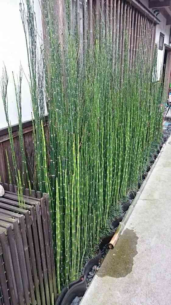 ジャンボトクサの一覧｜🍀GreenSnap（グリーンスナップ）