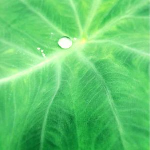 サトイモ,アートな野菜,葉っぱのある暮らし,癒し…,雨の日は…の画像