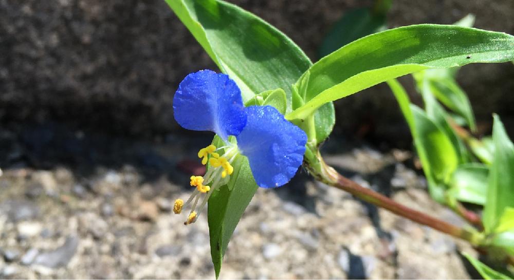 雨上がりの投稿画像 By 木蓮さん かわいい雑草と青い花と見つけた とナチュラルスタイルと咲いた と梅雨の合間 16月6月日 Greensnap グリーンスナップ