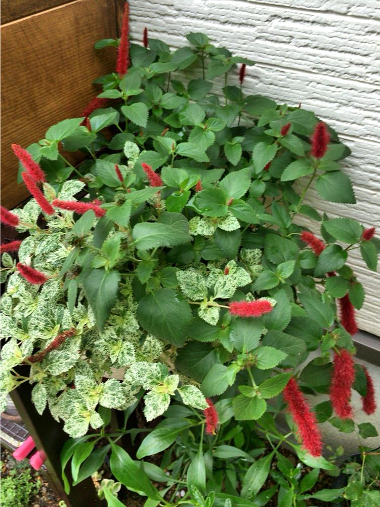 キャッツテール メメの投稿画像 By Eriさん 斑入りキャットテールと 美肉園 とハンギングバスケットと手作りガーデニングコンテストと寄せ植えと今日の一枚と梅雨に負けるな と我が家の花壇と自己流 16月6月日 Greensnap グリーンスナップ