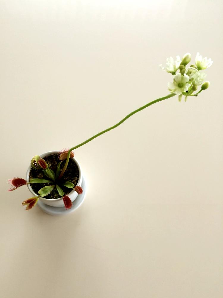 ハエトリグサの投稿画像 By Qptiqpさん ハエトリソウと人喰い植物 とハエとりそうでとらないと食虫植物とテーブルとつぼみと成長記録と白い花と成長日記 16月6月22日 Greensnap グリーンスナップ