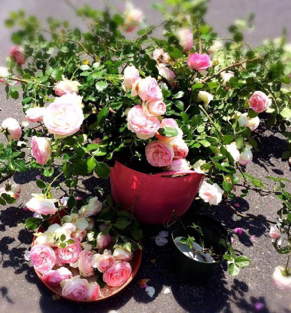 バラの投稿画像 By Radixさん 移植とバラを楽しむと咲いた 16月6月24日 Greensnap グリーンスナップ