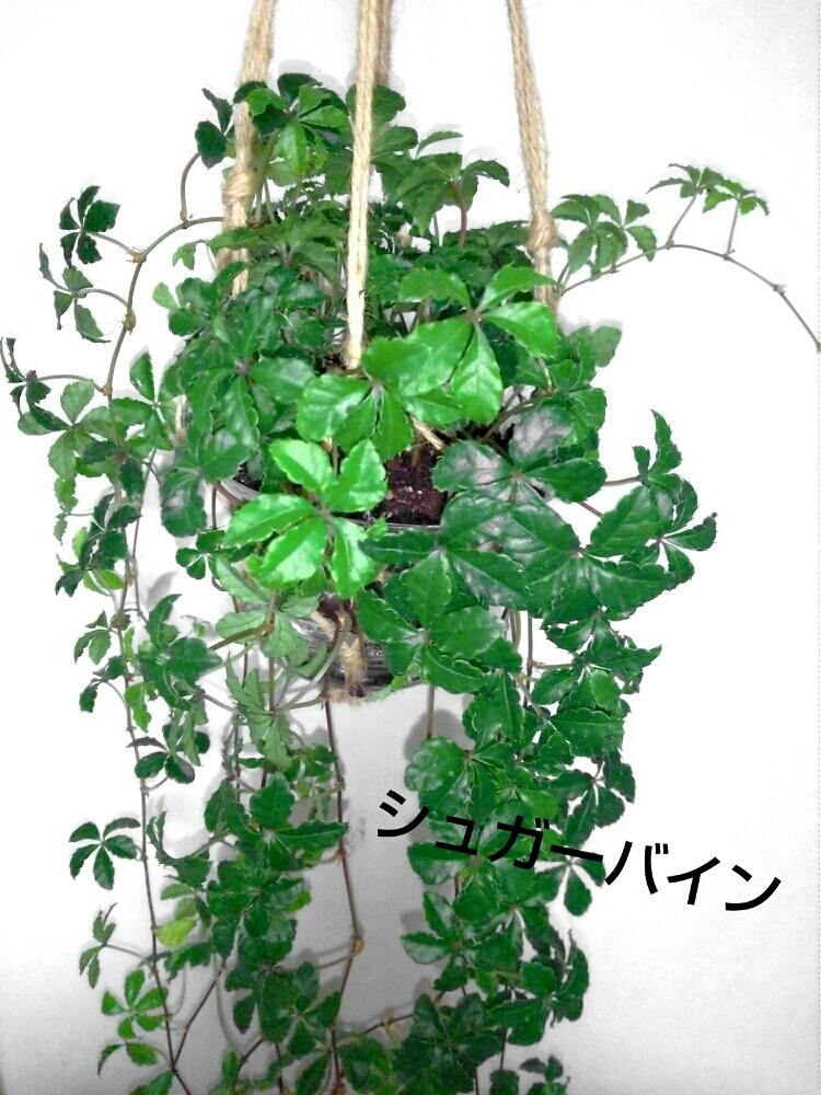 しだれ植物の投稿画像 By ムギちゃんさん 16月6月24日 Greensnap グリーンスナップ