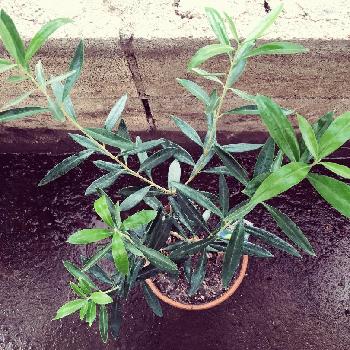 苦土石灰の投稿画像一覧 Greensnap グリーンスナップ