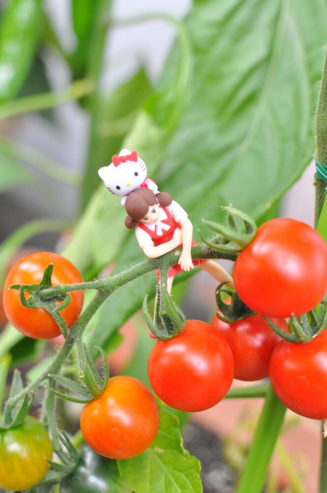 ミニトマトの投稿画像 By ズイモさん フチ子とカラフルと夏野菜フォトコンテストとミニチュアと今日の一枚とガーデニングと夏野菜とかわいい 16月6月25日 Greensnap グリーンスナップ