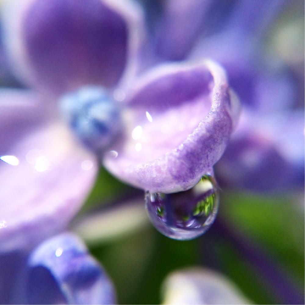 お出かけ先の投稿画像 By Mocaさん 16紫陽花と花雫と今日の一枚とあじさいフォトコンテスト16と紫陽花 アジサイ あじさいと紫陽花とウズアジサイと紫陽花と雨上がりとしずくと16紫陽花と花雫と今日の一枚とあじさいフォトコンテスト16と紫陽花 アジサイ あじさい