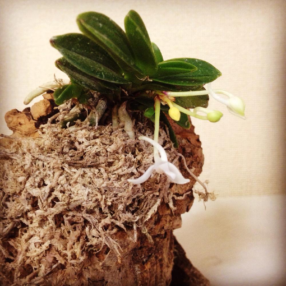 フウランの投稿画像 By Y 13さん 小さな着生蘭と着生ランと着生と和蘭と着生蘭と洋ランとコルク着生 16月6月26日 Greensnap グリーンスナップ