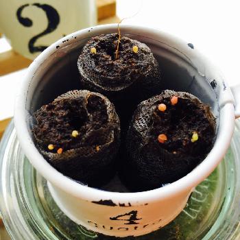 ガチャガチャサボテンの投稿画像一覧 Greensnap グリーンスナップ