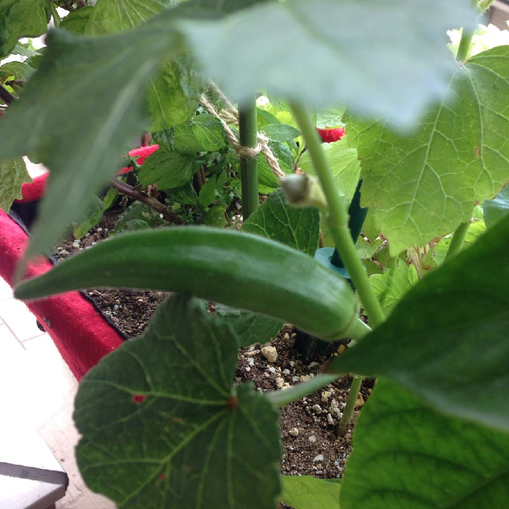 オクラの投稿画像 By ピノコさん バルコニー ベランダと家庭菜園と夏野菜フォトコンテストと今日の一枚とベジトラグとガーデニングとベランダ菜園 と夏野菜と家庭菜園と夏野菜フォトコンテストと今日の一枚とベジトラグとガーデニングとベランダ菜園と夏野菜 16月6月27