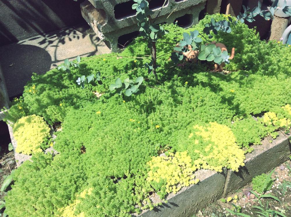小さな庭の画像 by らふグリーンさん | 小さな庭とユーカリとセダムと多肉植物とわんさか♪