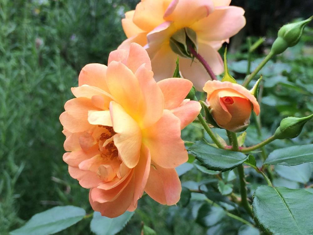 ナイスン イージーの投稿画像 By マロウさん 薔薇コンテストとバラを楽しむと今日の一枚とバラコレクション 16月6月27日 Greensnap グリーンスナップ